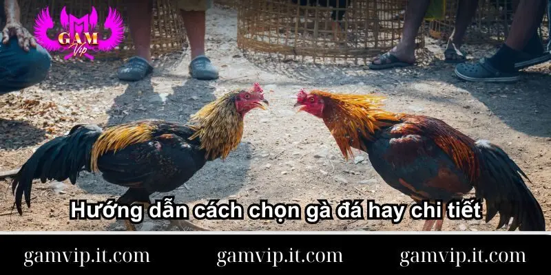 Huong-dan-cach-chon-ga-da-hay-chi-tiet