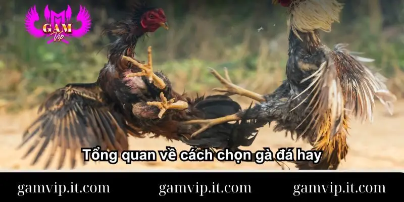 tong-quan-ve-cach-chon-ga-da-hay